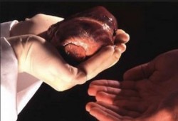 بعهد العسكر.. ربة منزل تبيع "كُليتها" للصرف على أسرتها