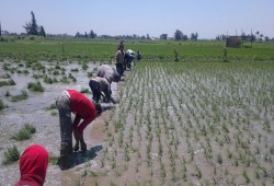 مزارعو البحيرة: الحكومة تُجبرنا على عدم زراعة "الأرز"