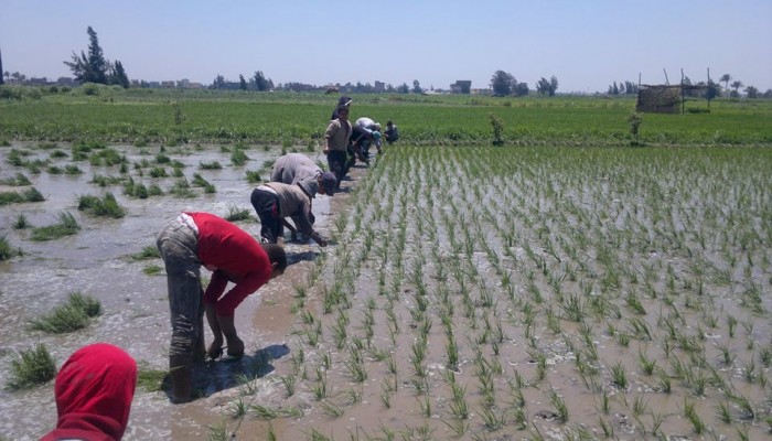 مزارعو البحيرة: الحكومة تُجبرنا على عدم زراعة "الأرز"