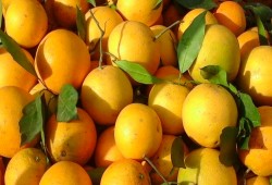 روسيا تمنع 130 طن برتقال مصرى من دخول أراضيها