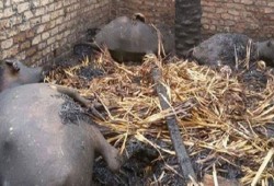 حريق بمزرعة مواشي بالمنوفية