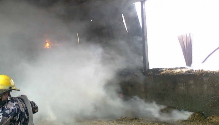 حريق يلتهم 7500 دجاجة في الفيوم