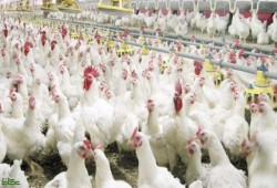 وعود السيسي لخفض الأسعار.. كيلو الفراخ بـ 30 جنيها في رمضان!