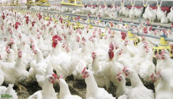 وعود السيسي لخفض الأسعار.. كيلو الفراخ بـ 30 جنيها في رمضان!