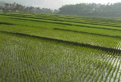 رغم الأزمة.. الانقلاب يستعد لمعاقبة مزراعي الأرز بسبب عجز المياه
