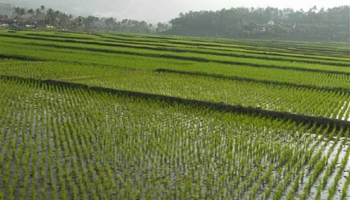 رغم الأزمة.. الانقلاب يستعد لمعاقبة مزراعي الأرز بسبب عجز المياه