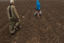 كفر الشيخ.. زراعة الانقلاب تبيع "تقاوي مسرطنة"