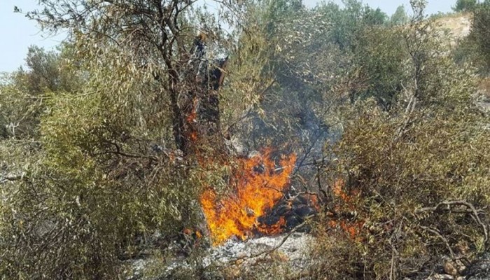 الاحتلال الصهيونى يحرق عشرات الدونمات الزراعية برام الله