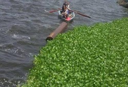 ورد النيل يملأ ترعة المحمودية بالبحيرة ويتسبب في نفوق الأسماك