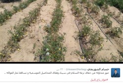 بعد بيع "النيل".. جفاف ترعة السلام وبوار محاصيل سيناء