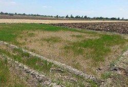 حكومة الانقلاب تواصل تجاهلها لبوار الأراضى الزراعية بالبحيرة