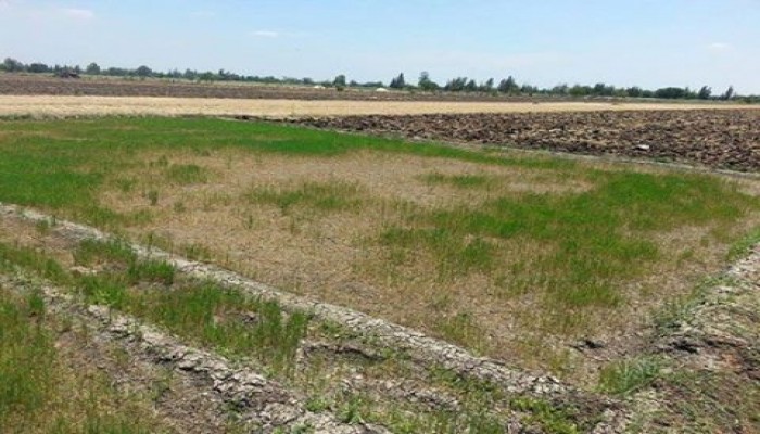 حكومة الانقلاب تواصل تجاهلها لبوار الأراضى الزراعية بالبحيرة