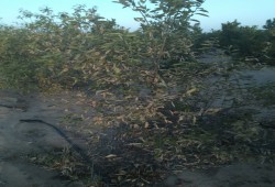 أراضي الإسماعيلية "عطشانة" .. والأهالي "أراضينا ضاعت"