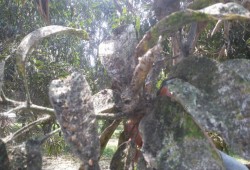 في عهد السيسي "الهباب الأسود" ينهي على "المانجو"