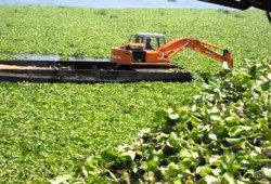 بعد انخفاض المنسوب.. ورد النيل يتسبب في توقف الصيد بفرع رشيد