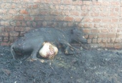 الشرقية .. نفوق وإصابة 25 رأس ماشية في حريق بحظيرة