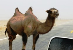 جمل يقطع رأس صاحبه ويأكل جسده