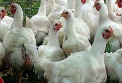 قبل رمضان.. ارتفاع «أسعار الدواجن» فى المزارع لـ22 جنيها للكيلو