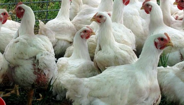 قبل رمضان.. ارتفاع «أسعار الدواجن» فى المزارع لـ22 جنيها للكيلو