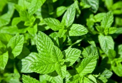 3 أعشاب سحرية تقلل من ضغط الدم المرتفع خلال أسبوع