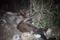 ‫ ‏الشرقية‬ : الأهالى يعثرون على حمير مذبوحة داخل مزرعة بالإبراهيمية