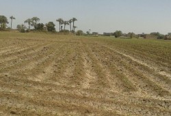 بعد "بحري" .. قلة المياه تبور أراضي سوهاج وتنهي على الزرع