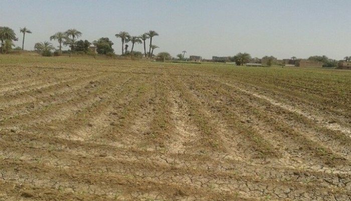 بعد "بحري" .. قلة المياه تبور أراضي سوهاج وتنهي على الزرع