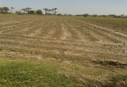 الجفاف يأكل أراضي «القرامطة» في سوهاج