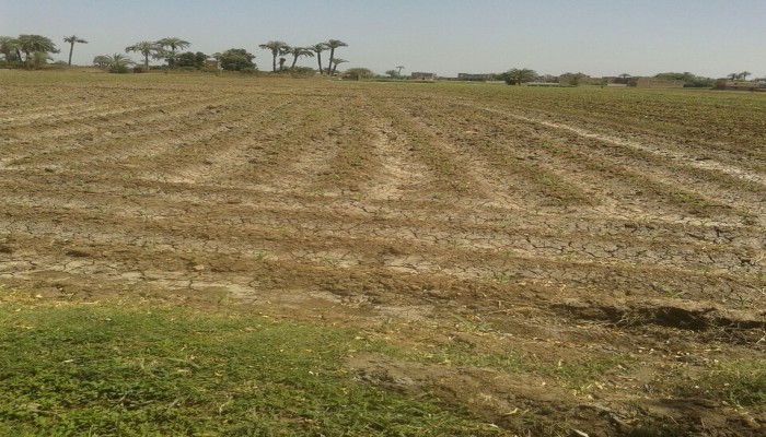 الجفاف يأكل أراضي «القرامطة» في سوهاج