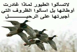 طيور الشرعية بين اللهيب اللافح والصقيع القارس