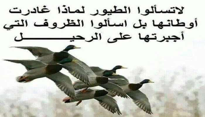 طيور الشرعية بين اللهيب اللافح والصقيع القارس