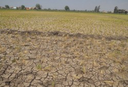 الجفاف يواصل الزحف ويحرق آلاف الأفدنة الزراعية بالشرقية