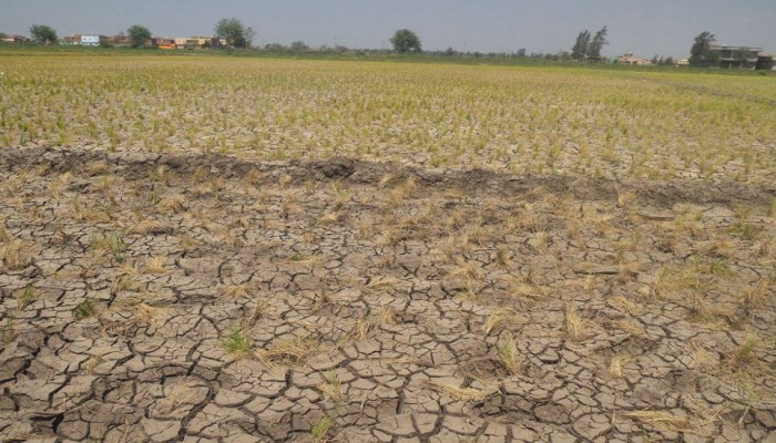 الجفاف يواصل الزحف ويحرق آلاف الأفدنة الزراعية بالشرقية