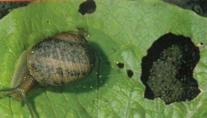 "زراعة الانقلاب" تتكتم على التهام "القواقع" لـ32 ألف فدان في البحيرة