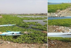 ورد النيل يغزو ترعة "المحمودية" ويُهدد الثروة السمكية بالبحيرة