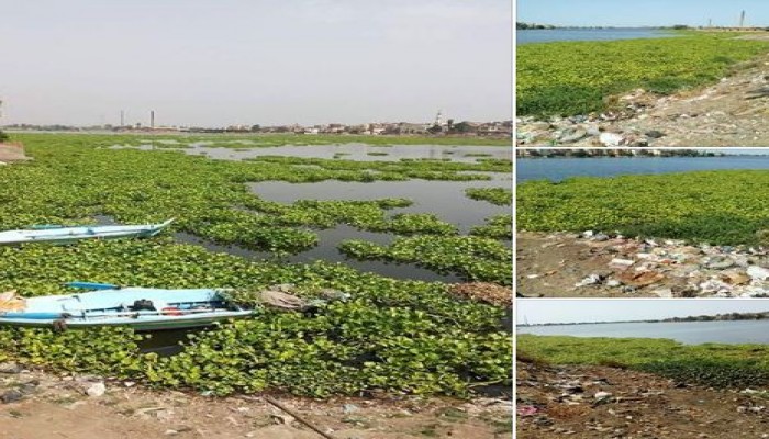 ورد النيل يغزو ترعة "المحمودية" ويُهدد الثروة السمكية بالبحيرة