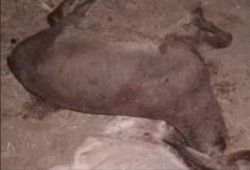 ضبط 12 حماراً مذبوحاً و15 جاهزة للذبح بحوزة تاجر مواشي بسوهاج