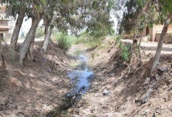 مزارعو المنيا: نقص المياه يُنهي عصر الذرة وفول الصويا