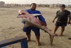 بعد العين السخنة.. ظهور "قرش" في مياه بورسعيد