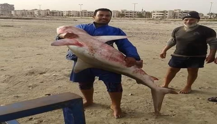 بعد العين السخنة.. ظهور "قرش" في مياه بورسعيد
