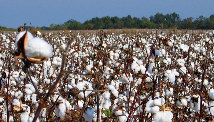 وزارة الزراعة الأمريكية: إنتاج القطن المصري عام 2016 يبدأ في الانهيار