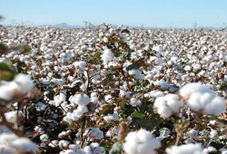 "التعبئة والإحصاء": انخفاض صادرات القطن لـ54%