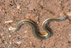 ثعابين بسجن القناطر وسلطات الانقلاب تهدد المعتقلات للصمت