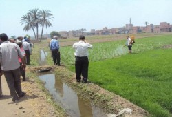 محافظ الفيوم يُزيل زراعات 20 فدانا "أرز"