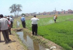 محافظ الفيوم يُزيل زراعات 20 فدانا "أرز"
