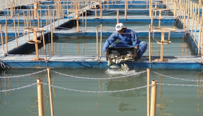 السيسي يوسع إمبراطورية الجيش بـ3 آلاف فدان جديدة بكفر الشيخ