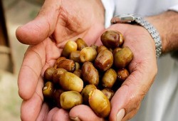 تعرف على أسباب إفطار الرسول على التمر