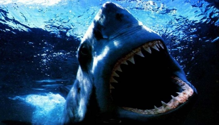 أنباء عن ظهور أسماك القرش بشواطئ الإسكندرية