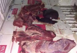 تقرير رسمي يكشف الكارثة.. كلاب وفئران وحمير في بطون المصريين