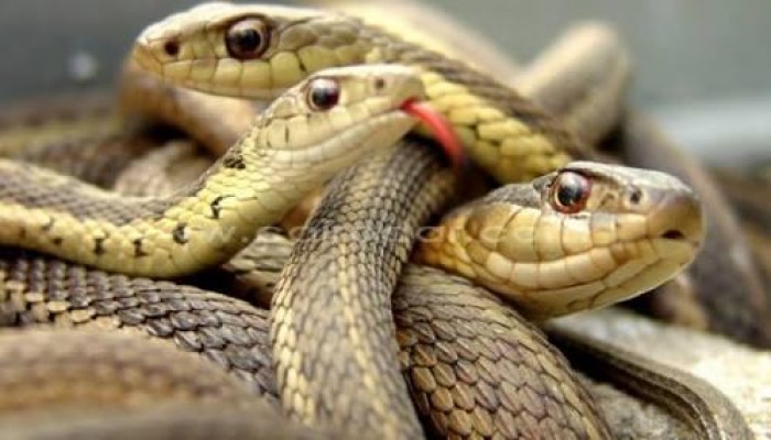 أثناء التصوير.. مصرع مواطن بلدغة ثعبان على شاطئ النخيل بالإسكندرية